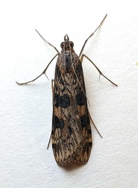 Nomophila nearctica