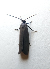 Urodus parvula