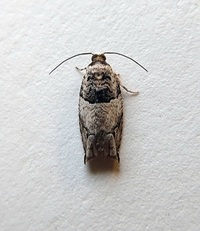 Rhopobota dietziana