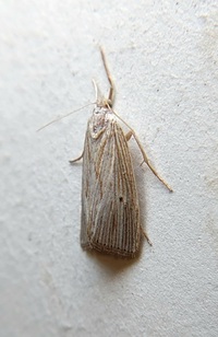 Xubida panalope