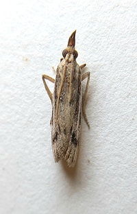 Peoria insularis