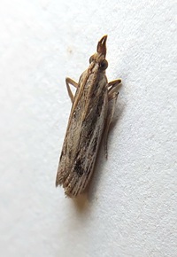 Peoria insularis