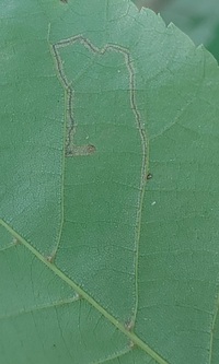 Stigmella caryaefoliella