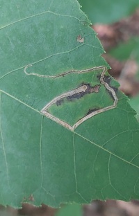 Stigmella caryaefoliella