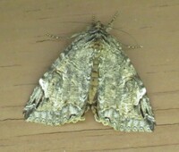 Euparthenos nubilis