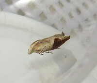 Pseudexentera costomaculana