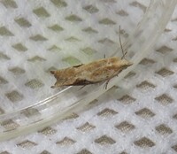 Pseudexentera costomaculana