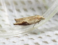 Pseudexentera costomaculana