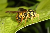 Paranthrene simulans