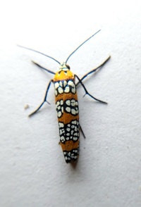 Atteva aurea