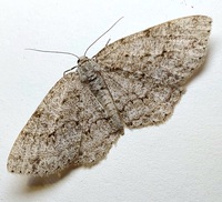 Protoboarmia porcelaria