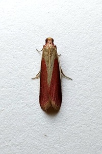 Peoria approximella