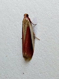 Peoria approximella