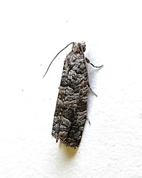 Retinia gemistrigulana