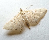 Blepharomastix ranalis