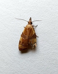 Cenopis diluticostana
