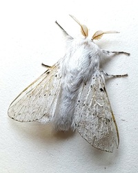 Artace cribrarius