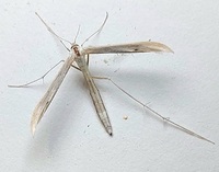 Hellinsia balanotes
