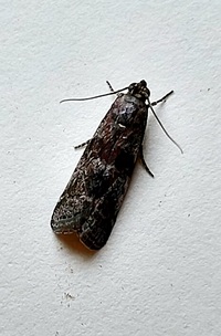 Sciota unidentified species