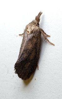 Acrolophus plumifrontella