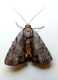 Catocala gracilis