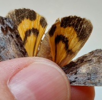 Catocala gracilis