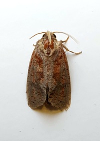 Acrolophus unidentified species