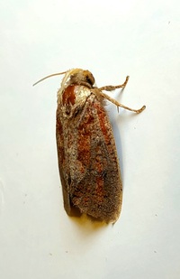 Acrolophus unidentified species
