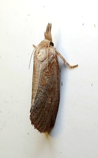 Acrolophus plumifrontella
