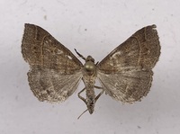 Renia flavipunctalis