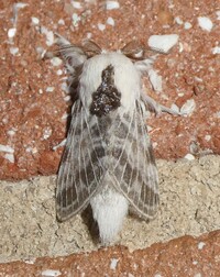 Tolype notialis