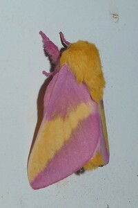 Dryocampa rubicunda
