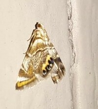 Eoparargyractis irroratalis