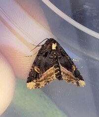 Homophoberia apicosa