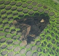 Homophoberia apicosa