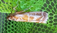 Dioryctria disclusa