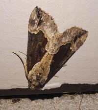 Hypena baltimoralis