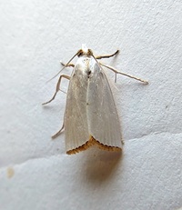 Urola nivalis