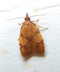 Cenopis directana