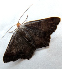 Macaria transitaria