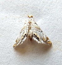 Eoparargyractis irroratalis
