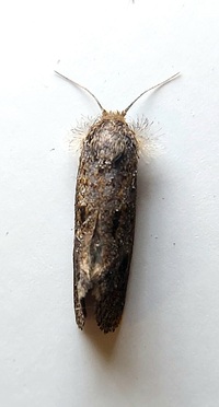 Acrolophus panamae