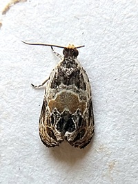 Olethreutes griseoalbana