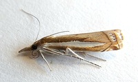 Crambus praefectellus