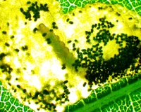 Mompha solomoni