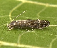 Mompha solomoni