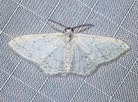 Idaea tacturata