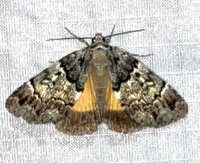 Allotria elonympha