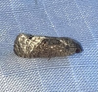 Ecdytolopha insiticiana