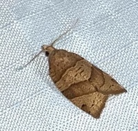 Pandemis lamprosana